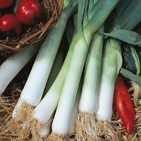 Kings Seeds Leek Blue Solaise