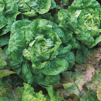 Kings Seeds Lettuce All Year Round