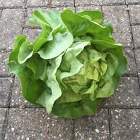 Kings Seeds Lettuce Analena