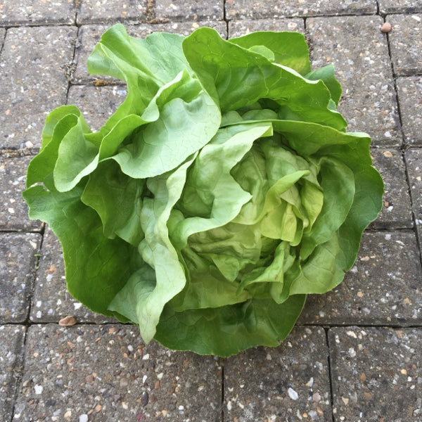 Kings Seeds Lettuce Analena