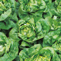 Kings Seeds Lettuce Arctic King