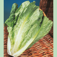 Kings Seeds Lettuce Lobjoits Cos