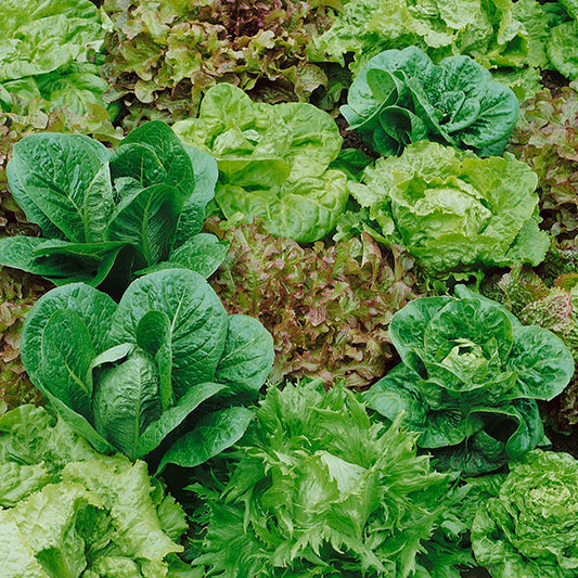Kings Seeds Lettuce Mixed