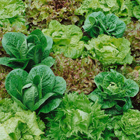 Kings Seeds Lettuce Mixed