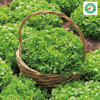 Kings Seeds Lettuce Salad Bowl