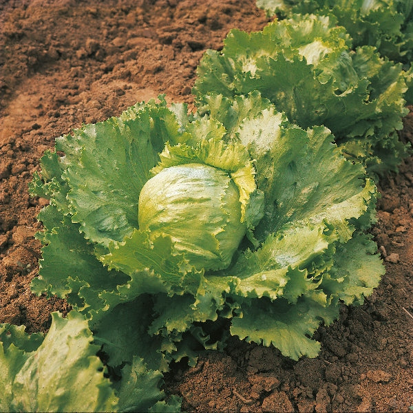 Suffolk Herbs ORGANIC SEEDS Lettuce Saladin