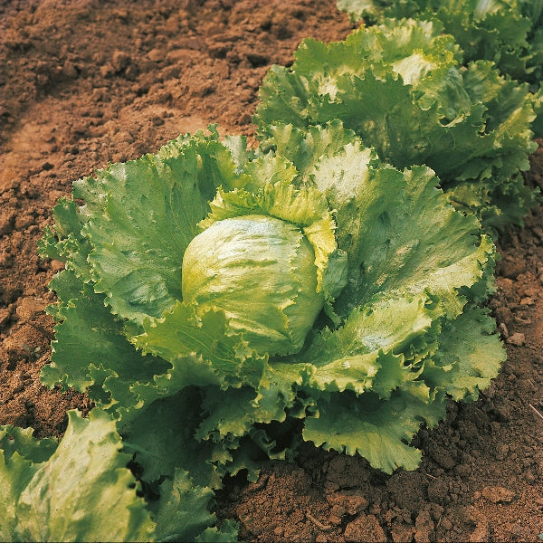 Kings Seeds Lettuce Saladin