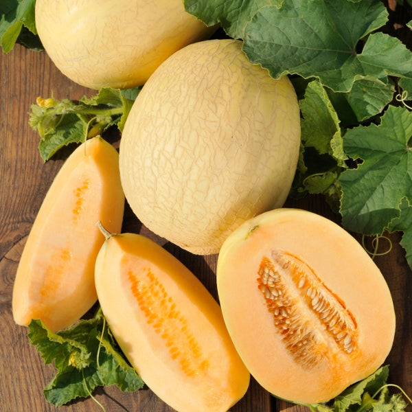 Kings Seeds Melon Emir F1