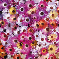 Kings Seeds Mesembryanthemum Kings Sunshine Mix