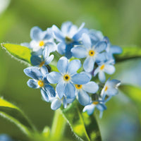 Kings Seeds Forget-Me-Not Myosotis Light Blue