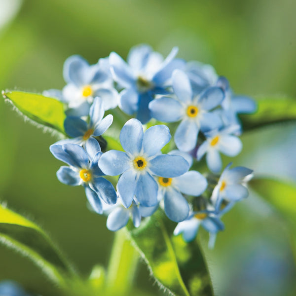 Kings Seeds Forget-Me-Not Myosotis Light Blue