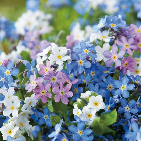 Kings Seeds Forget-Me-Not Myosotis Victoria Mix