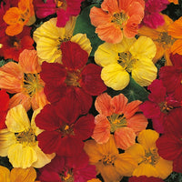 Kings Seeds Nasturtium Tom Thumb Mixed