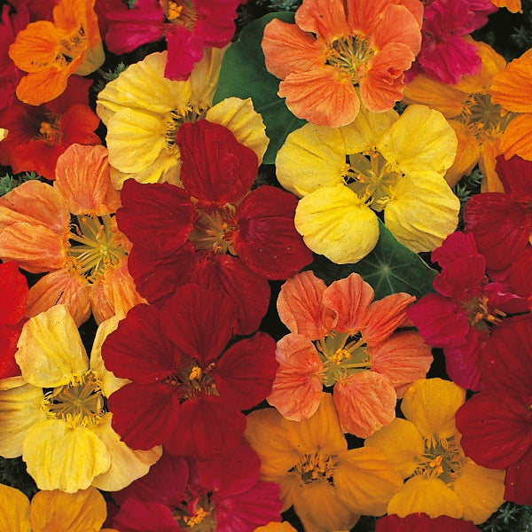 Kings Seeds Nasturtium Tom Thumb Mixed