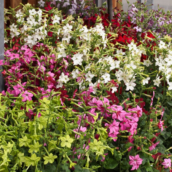 Kings Seeds Nicotiana Perfume Mixed F1