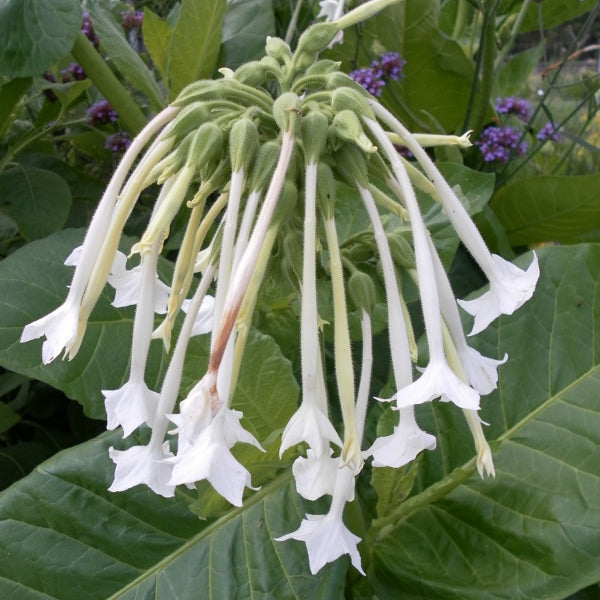 Kings Seeds Nicotiana sylvestris White Trumpets