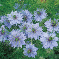 Kings Seeds Nigella Miss Jekyll