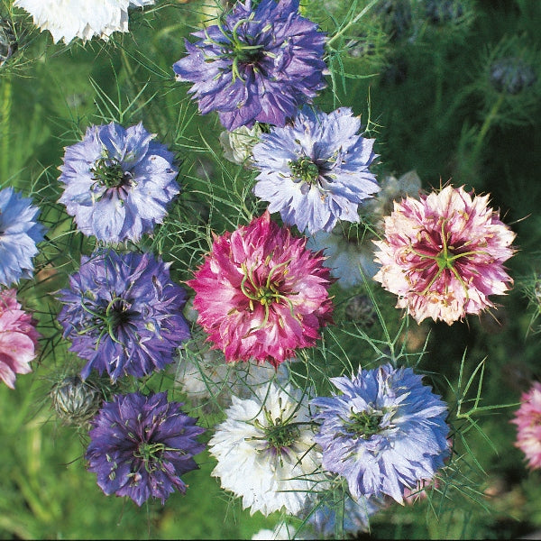 Kings Seeds Nigella Persian Jewels Mixed