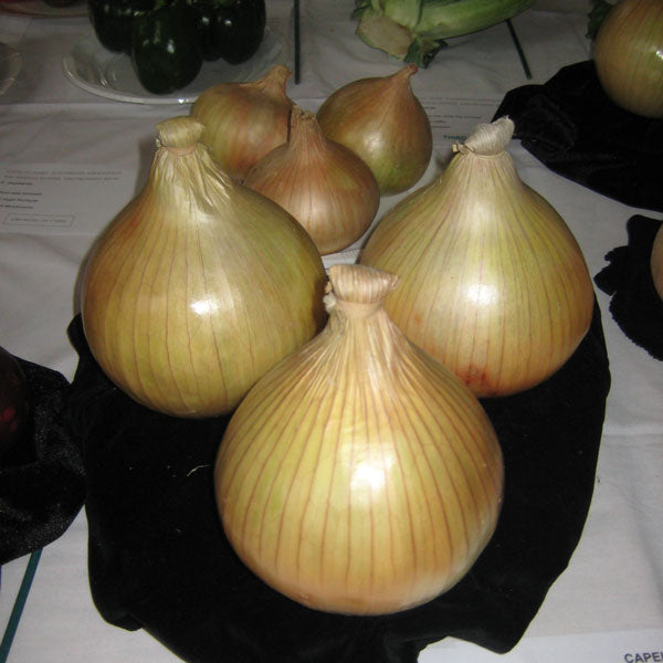 Kings Seeds Onion Globo