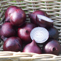 Kings Seeds Onion Magnate F1