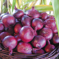 Kings Seeds Onion North Holland Blood Red