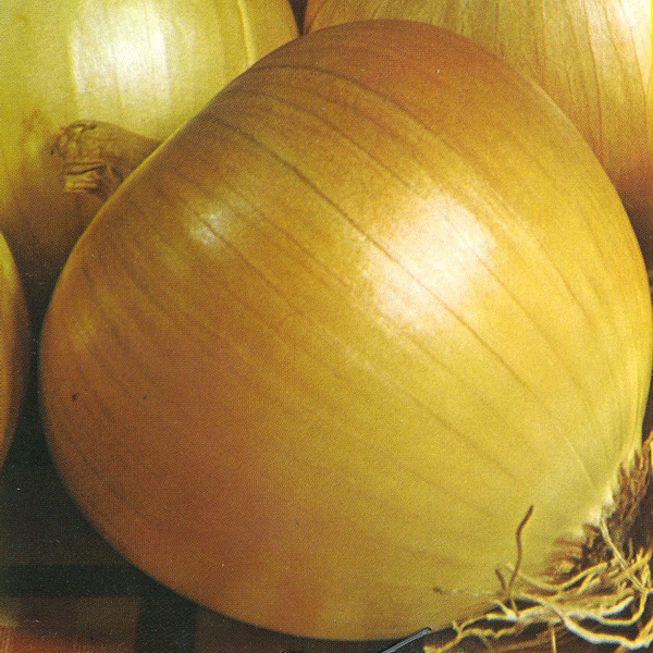 Kings Seeds Onion Rijnsburger