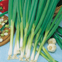 Kings Seeds Onion, Spring Ishikura