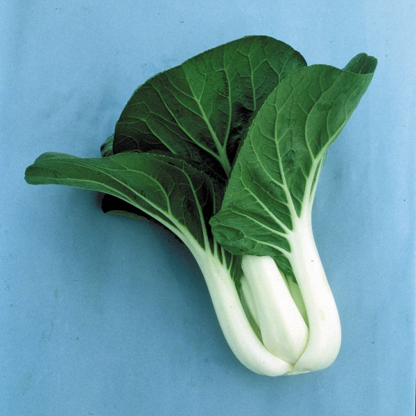 Kings Seeds Pak Choi Joi Choi F1