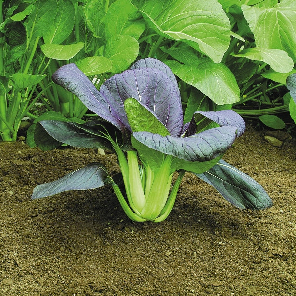 Kings Seeds Pak Choi Red Choi F1