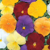 Kings Seeds Pansy Clear Crystals Mixed