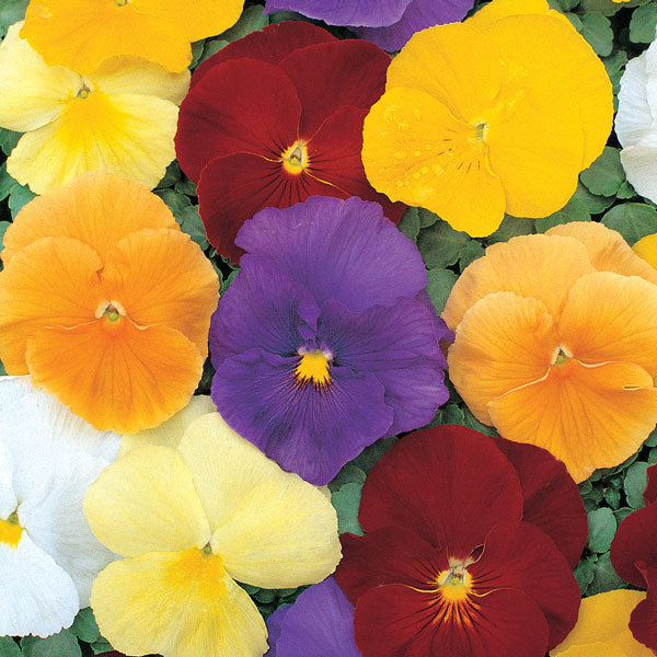 Kings Seeds Pansy Clear Crystals Mixed