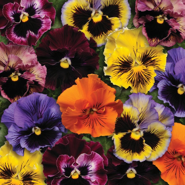 Kings Seeds Pansy Frizzle Sizzle Mixed