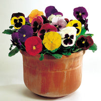 Kings Seeds Pansy Kings Large Flower Mix