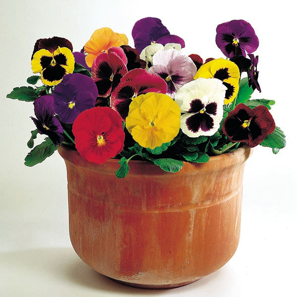 Kings Seeds Pansy Kings Large Flower Mix