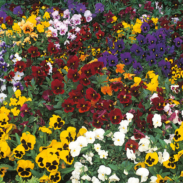 Kings Seeds Pansy Winter Flowering Mixed