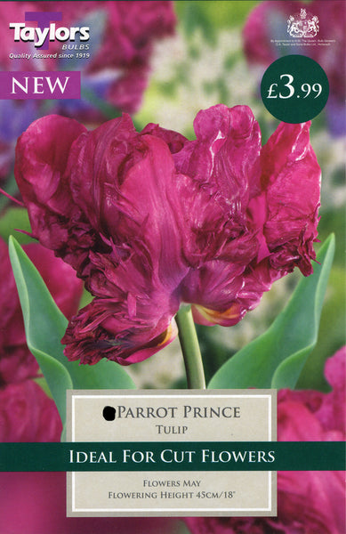 Tulip Parrot Prince