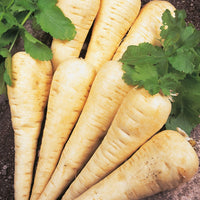 Kings Seeds Parsnip Hollow Crown