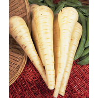 Kings Seeds Parsnip Imperial Crown