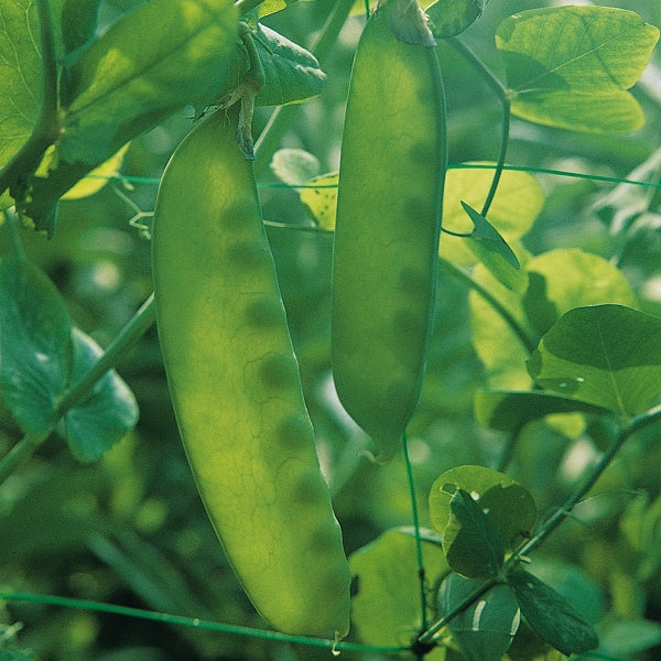 Kings Seeds Pea Carouby du Maussane