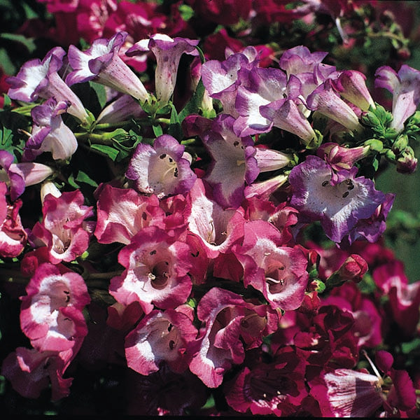 Kings Seeds Penstemon Giant Hybrids