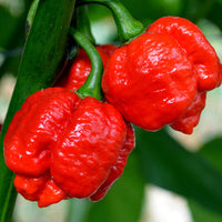 Kings Seeds Pepper Chilli Moruga Red