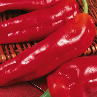 Kings Seeds Pepper Sweet Long Red Marconi