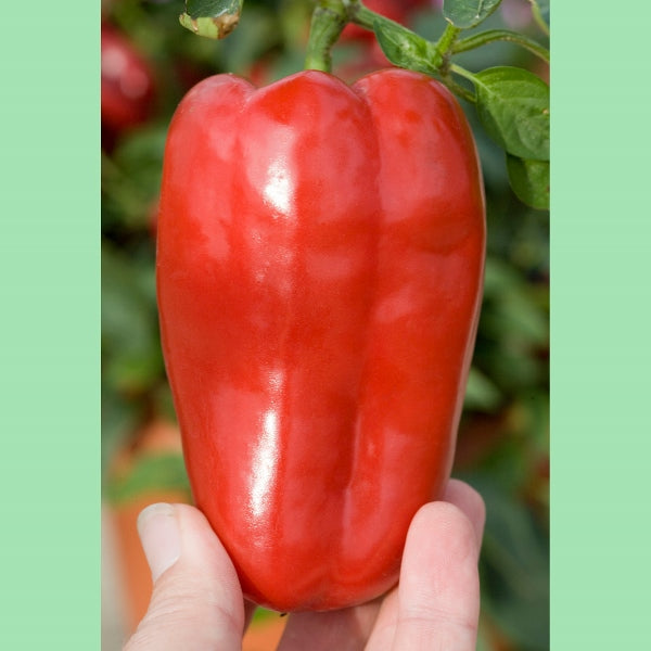 Kings Seeds Pepper Sweet Redskin F1