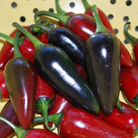 Kings Seeds Pepper Chilli Hungarian Black