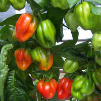 Kings Seeds Pepper Chilli Scotch Bonnet Red