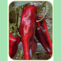 Kings Seeds Pepper Sweet Thor F1