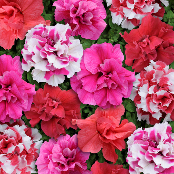 Kings Seeds Petunia Bonanza Mixed F1