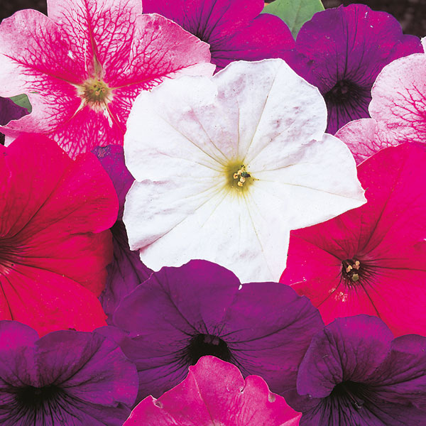 Kings Seeds Petunia Merlin Mix F1