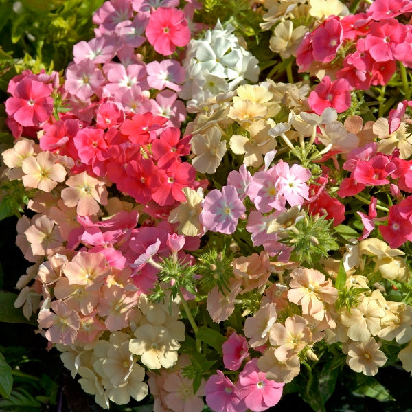 Kings Seeds Phlox Coral Reef