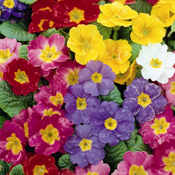 Kings Seeds Polyanthus Pacific Giants